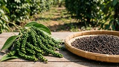 Giá hồ tiêu hôm nay 25.2: Giảm nhẹ sau chuỗi tăng mạnh