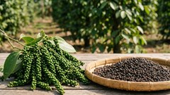 Giá hồ tiêu hôm nay 26.2: Giảm mạnh tới 2.000 đồng/kg