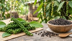 Giá hồ tiêu hôm nay 28.2: Giảm mạnh, mất mốc 149.000 đồng/kg