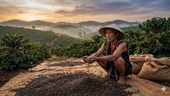 Giá cà phê hôm nay 15.3: Tây Nguyên giảm mạnh còn 90.600 đồng/kg