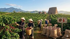 Giá cà phê hôm nay 17.3: Tây Nguyên giảm nhẹ còn 90.400 đồng/kg