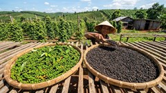 Giá hồ tiêu hôm nay 18.3 đi ngang sau đợt giảm sâu