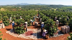 Giá cà phê hôm nay 23.3: Giữ vững mốc 94.000 đồng/kg