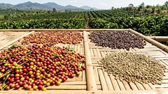 Giá cà phê hôm nay 25.3: Giảm còn 93.500 đồng/kg
