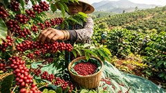 Giá cà phê hôm nay 27.3: Giảm mạnh 900 đồng/kg