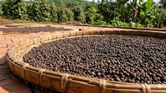 Giá hồ tiêu hôm nay 27.3: Đi ngang, giữ mốc 139.000 đồng/kg