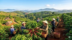 Giá cà phê hôm nay 29.3: Áp lực bán mạnh, giảm đồng loạt