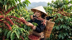 Giá cà phê hôm nay 1.4: Lao dốc hơn 4.800 đồng/kg