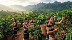 Giá cà phê hôm nay 8.4.2026: Đi ngang ở mức 89.200 đồng/kg