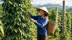 Giá hồ tiêu hôm nay 7.4: Thị trường chững lại, chưa có đột biến