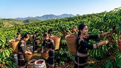 Giá cà phê hôm nay 9.4: Lao dốc mạnh chưa từng thấy