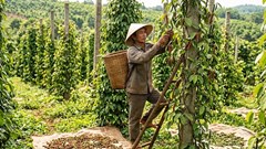 Giá hồ tiêu hôm nay 9.4: Tăng đồng loạt, thị trường khởi sắc