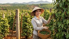 Giá hồ tiêu hôm nay 11.4: Đồng loạt nhích lên sau phiên giảm