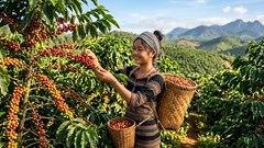 Giá cà phê hôm nay 13.4: Cà phê Tây Nguyên ổn định, chờ tín hiệu mới