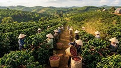 Giá cà phê hôm nay 14.4: Nhích lên sau giai đoạn ổn định