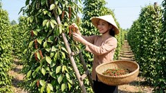 Giá hồ tiêu hôm nay 16.4: Đồng loạt tăng sốc, lập đỉnh mới