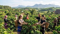 Giá cà phê hôm nay 17.4: Bật tăng hơn 1.200 đồng/kg, thị trường sôi động