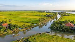 Giá lúa gạo hôm nay 17.4: Lúa tăng nhẹ, gạo tiếp tục ổn định