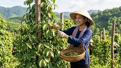 Giá hồ tiêu hôm nay 19.4: Gia Lai giảm nhẹ, thị trường giữ đỉnh