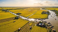 Giá lúa gạo hôm nay 19.4: Xu hướng nào đang hình thành?