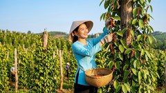 Giá hồ tiêu hôm nay 20.4: Chưa có biến động mới, chờ tín hiệu bứt phá