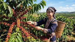 Giá cà phê hôm nay 21.4: Tăng nhẹ 300 đồng/kg, tín hiệu tích cực