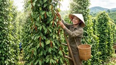 Giá hồ tiêu hôm nay 22.4: Đồng loạt tăng, thiết lập mặt bằng mới