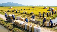 Giá lúa gạo hôm nay 22.4: Lúa tăng nhẹ duy trì, gạo tiếp tục đi ngang