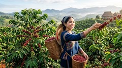 Giá cà phê hôm nay 23.4: Tây Nguyên giảm theo thị trường thế giới