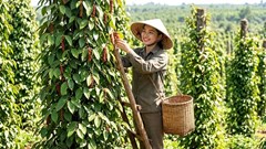 Giá hồ tiêu hôm nay 23.4: Chững lại, áp lực giảm xuất hiện