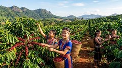 Giá cà phê hôm nay 27.4: Giữ mức 88.000 đ/kg sau nhịp giảm