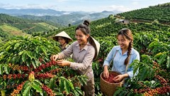 Giá cà phê hôm nay 28.4: Tây Nguyên đi ngang, thị trường chờ tín hiệu