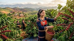 Giá cà phê hôm nay 29.4: Tiếp tục lao dốc, mất thêm 1.000 đồng/kg