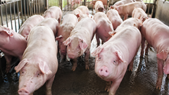 Giá heo hơi hôm nay 30.4.2026: Dao động 63.000–69.000 đồng/kg