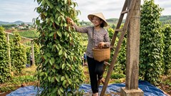 Giá hồ tiêu hôm nay 29.4: Duy trì ổn định, chưa có đột biến