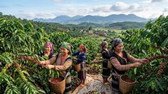 Giá cà phê hôm nay 6.5: Đi ngang, chờ lực đẩy từ thế giới