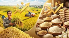 Giá lúa gạo hôm nay 6.5: Gạo tăng, lúa ổn định, xu hướng dần rõ