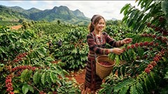 Giá cà phê hôm nay 7.5: Tăng trở lại, nông dân phấn khởi