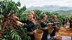 Giá cà phê hôm nay 8.5: Tăng mạnh toàn thị trường