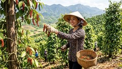 Giá hồ tiêu hôm nay 8.5: Thị trường ổn định, neo vùng giá cao