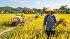 Giá lúa gạo hôm nay 8.5: Gạo nguyên liệu tiếp tục tăng giá