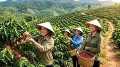 Giá cà phê hôm nay 9.5: Tây Nguyên tăng phiên thứ hai liên tiếp