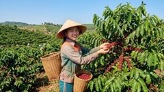 Giá cà phê hôm nay 11.5: Ổn định sau nhịp điều chỉnh cuối tuần