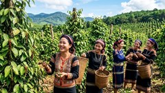 Giá hồ tiêu hôm nay 11.5: Nội địa ổn định, quốc tế neo cao