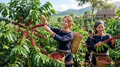 Giá cà phê hôm nay 12.5: Điều chỉnh nhẹ sau nhiều phiên ổn định