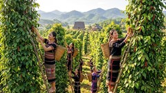 Giá hồ tiêu hôm nay 12.5: Quốc tế neo cao, trong nước giữ giá