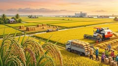 Giá gạo hôm nay 12.5: IR504 và CL555 đồng loạt giảm giá