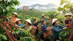 Giá cà phê hôm nay 14.5: Điều chỉnh nhẹ, giao dịch thận trọng
