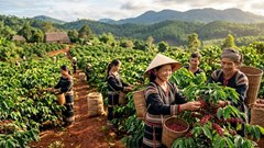 Cà phê hôm nay 15.5: Bật tăng 1.000 đồng/kg trên toàn Tây Nguyên