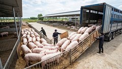 Giá heo hơi hôm nay 15.5: Nguồn cung chưa tăng, giá khó hạ nhiệt